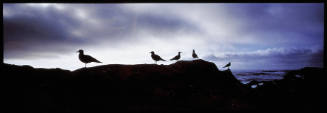 Birds at Point Lobos