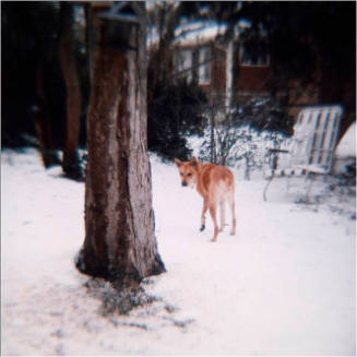 Dog in Snow