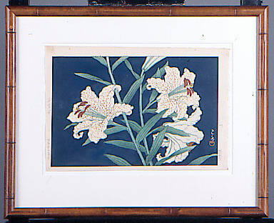 Mountain Lily