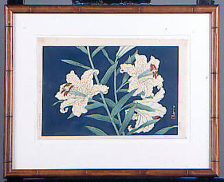 Mountain Lily