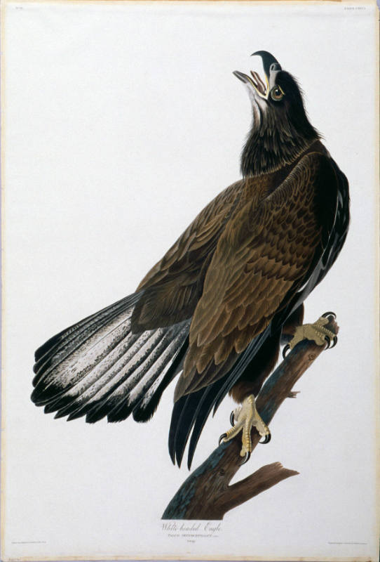 John James Audubon