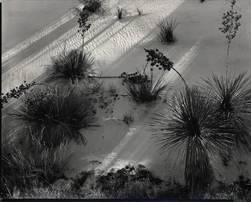 [yucca and scrub, White Sands]