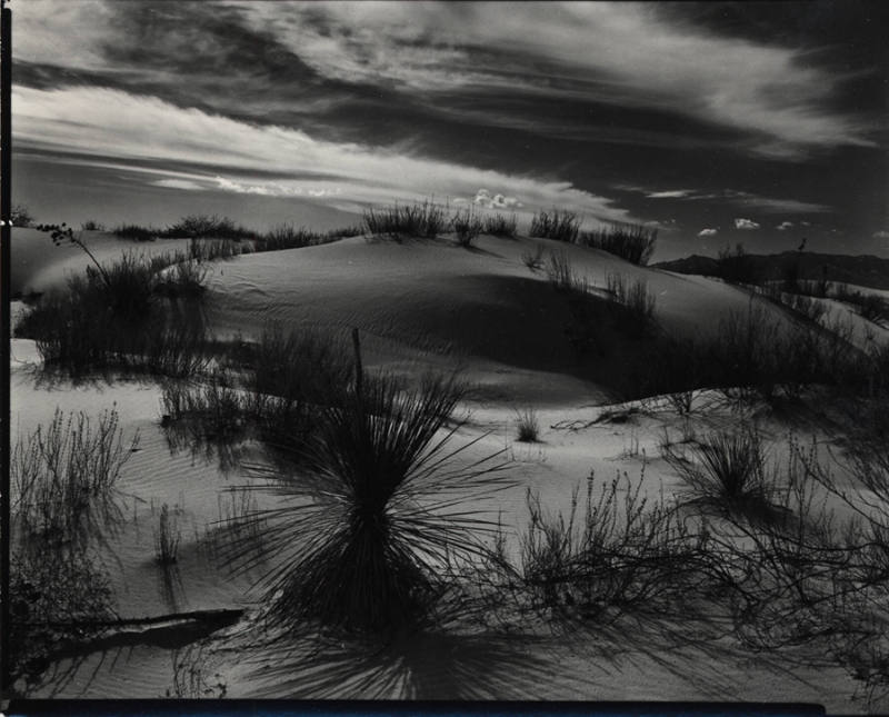 [yucca and dunes, White Sands]