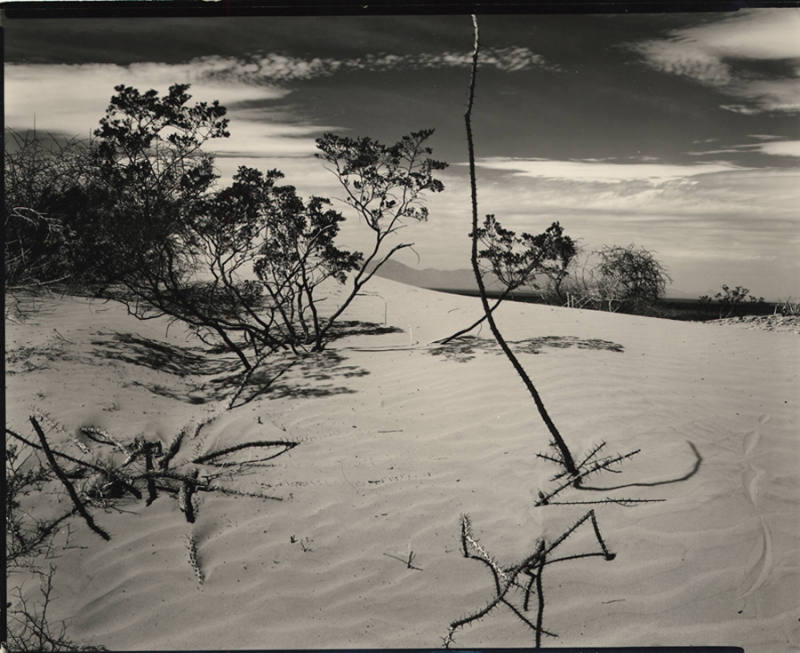 [mesquite trees and thorn bushes, White Sands]