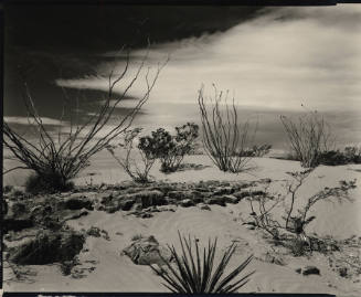 [brush and rocks, White Sands]