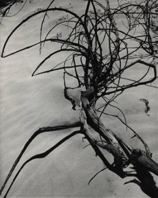 [White Sands, tree branch]