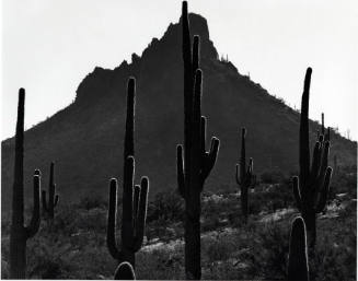 [cactus and mountain]