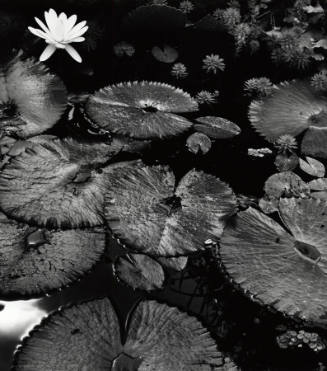 [lily leaves and flower]