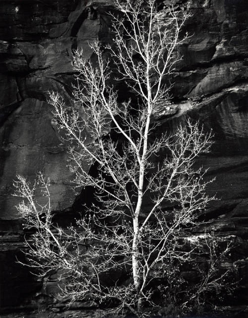 [tree in Glen Canyon]