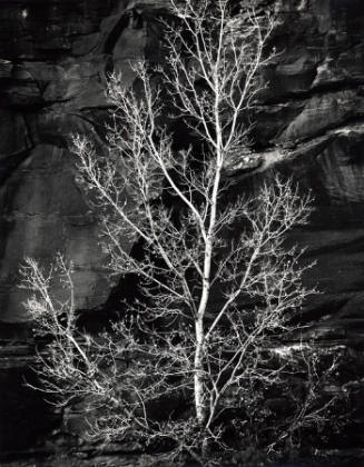 [tree in Glen Canyon]