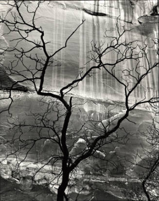 [tree and rock wall, Glen Canyon]