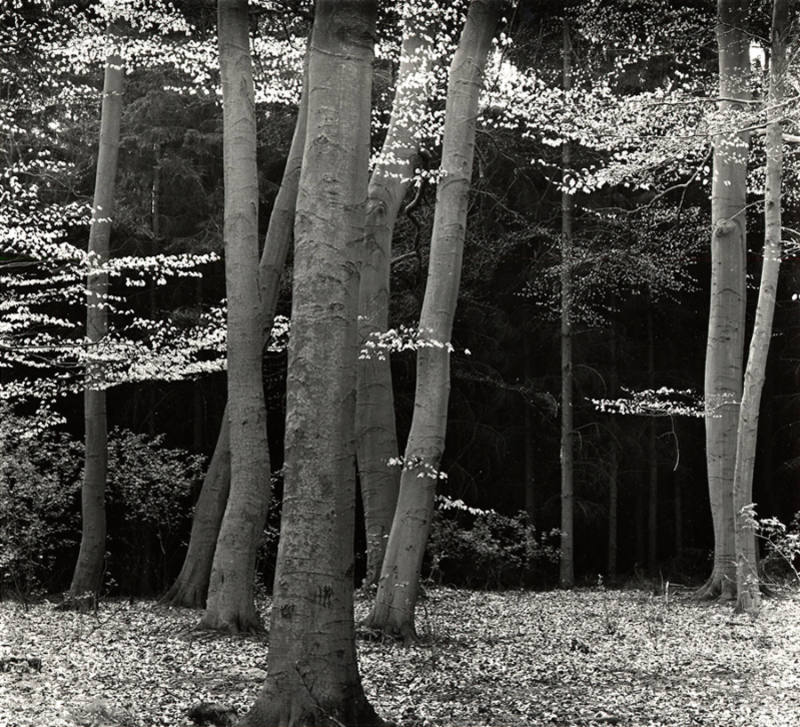 [beech trees, Europe]