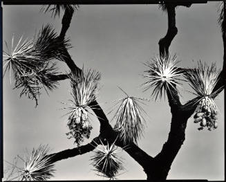 [Joshua tree, California]