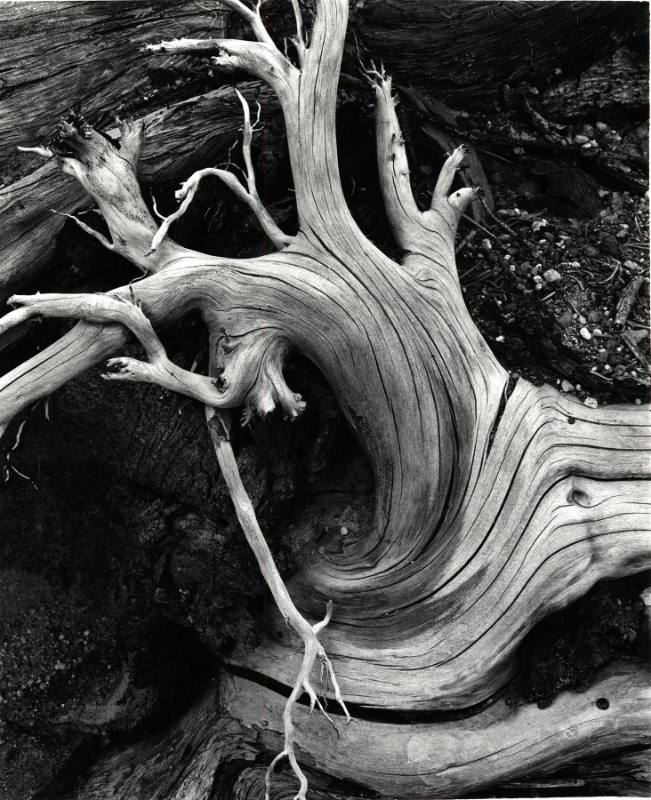 [driftwood]