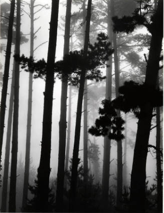 [pines in fog, Monterey]