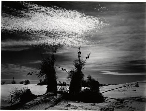 [yucca, White Sands]