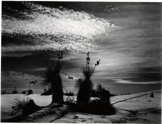 [yucca, White Sands]