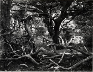 [Point Lobos, California]