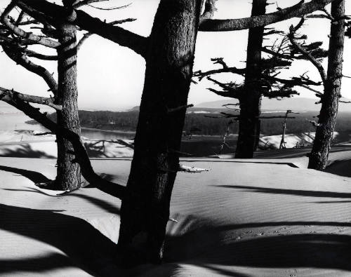 [trees and dune, Oregon]