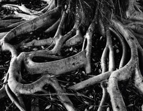 [banyan roots, Hawaii]