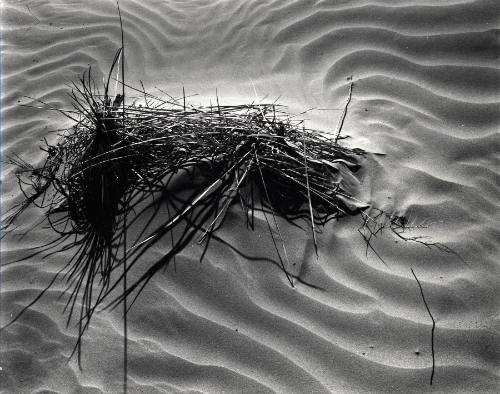 [sands and grass, White Sands]