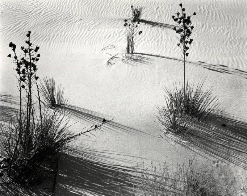 [yucca and dunes, White Sands]