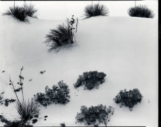 [yucca and dunes, White Sands]