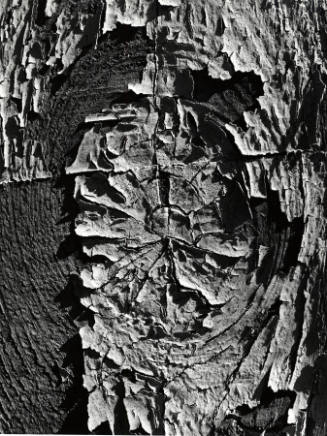 [tree bark]