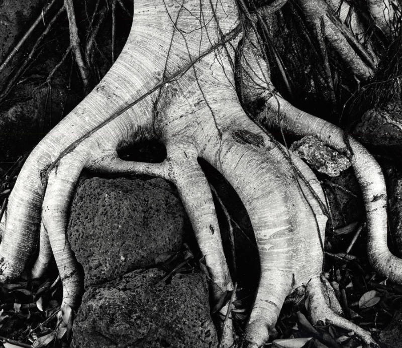 [banyan roots, Hawaii]