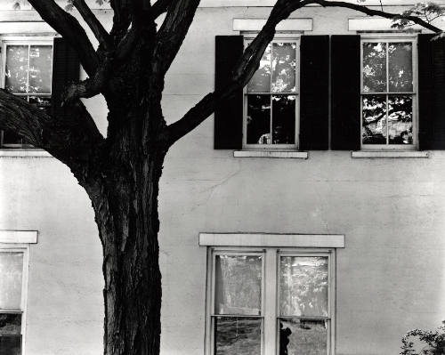 [building and tree]