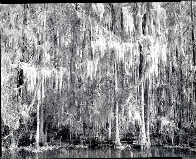 [cypress swamp, Florida]