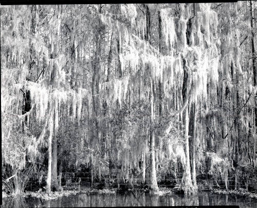 [cypress swamp, Florida]