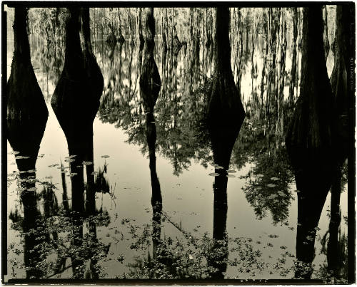 [cypress swamp, North Carolina]