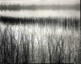 [reeds and fog, Michigan]