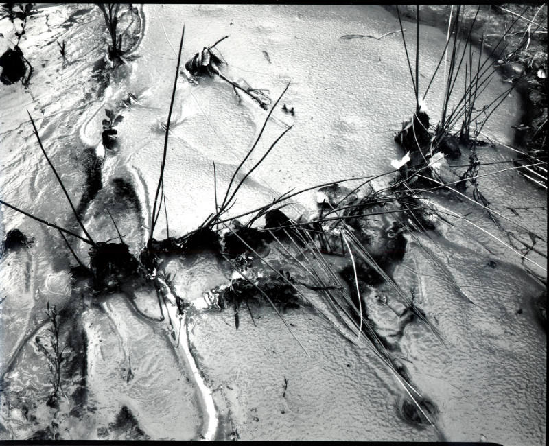 [mud and grass, Glen Canyon]