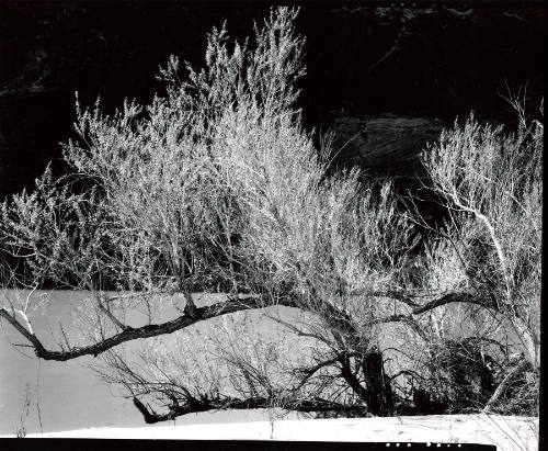 [tree and rock wall, Glen Canyon]