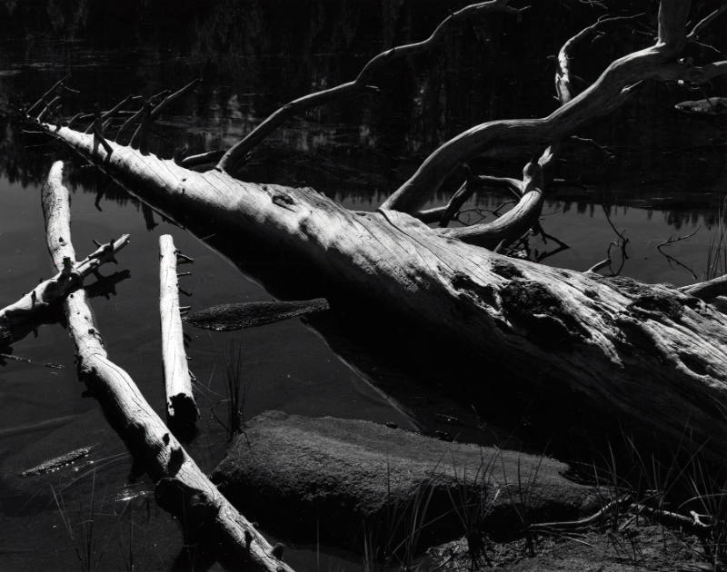 [tree and water, High Sierra]