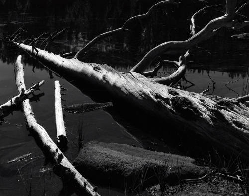 [tree and water, High Sierra]