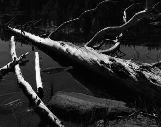 [tree and water, High Sierra]