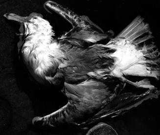 [dead bird and water]