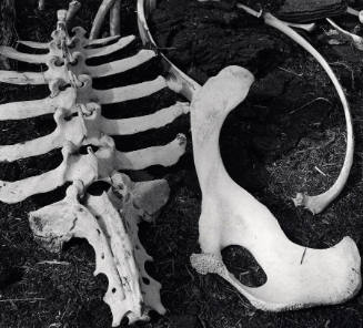 [animal bones]