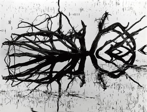 [water and tree, reflection]