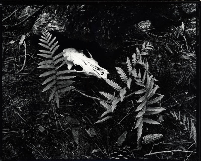 [animal skull and plants]