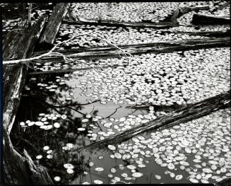 [lily pads and water, Oregon]