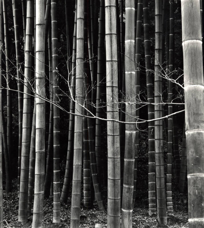 [bamboo trees, Japan]