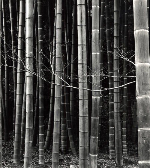 [bamboo trees, Japan]