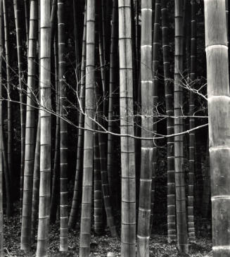 [bamboo trees, Japan]