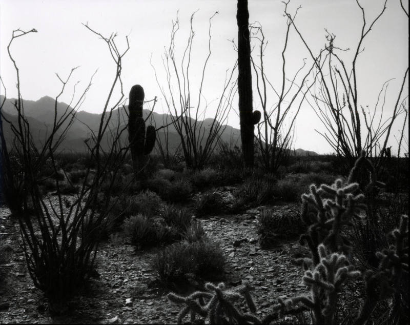 [desert landscape, Baja California]