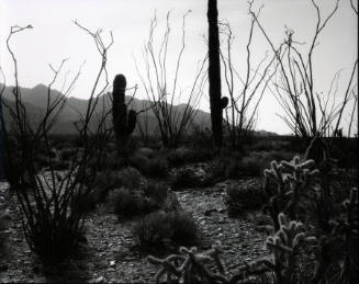 [desert landscape, Baja California]