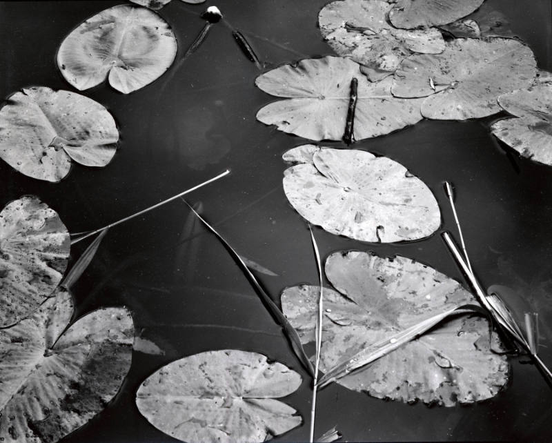 [lily pad, water, Europe]